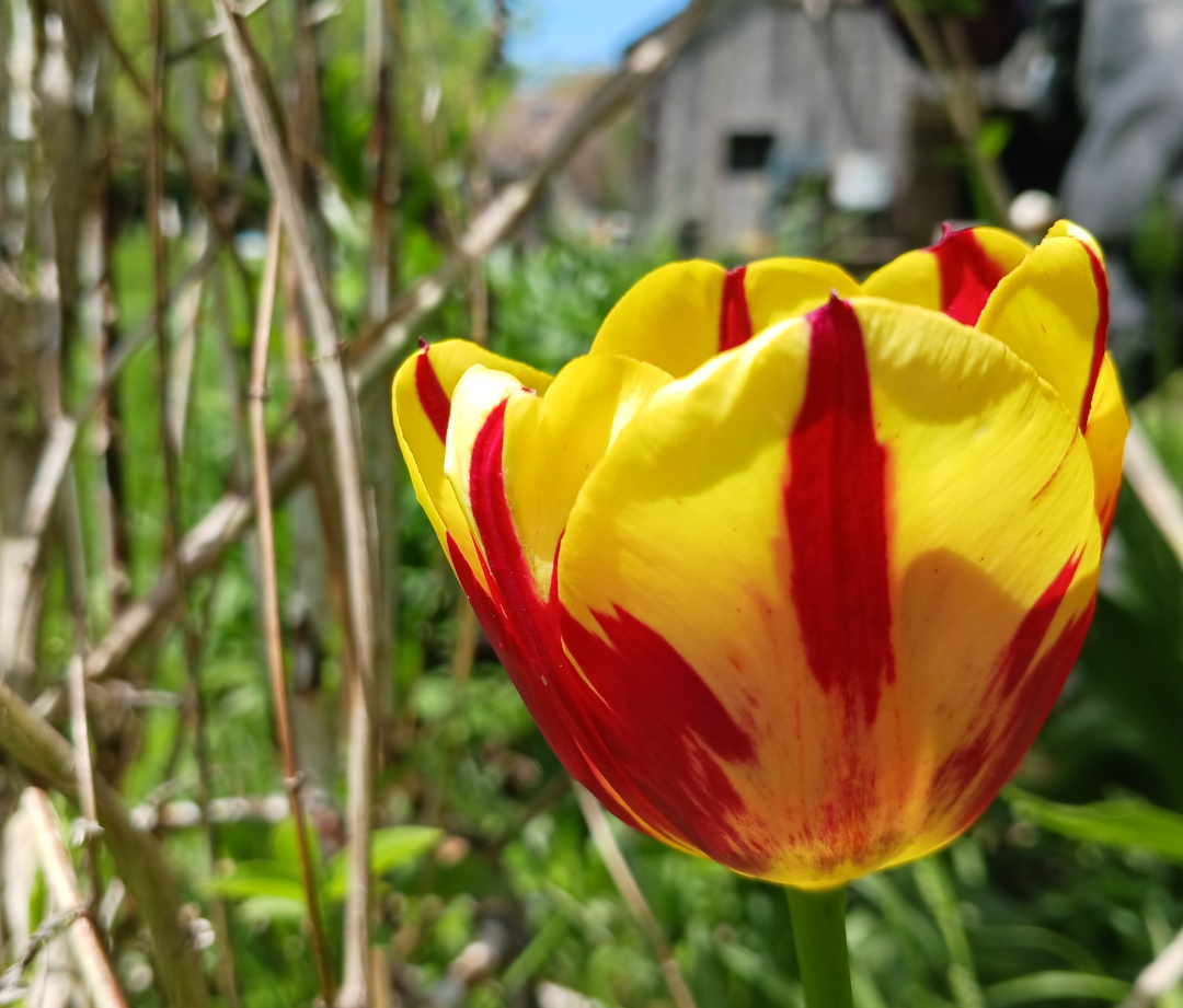 close up of yellow tulip with red stripes