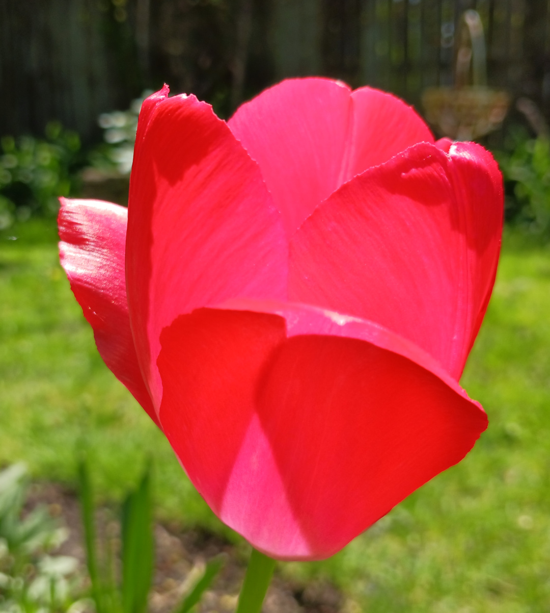 close up of bright pink tulip