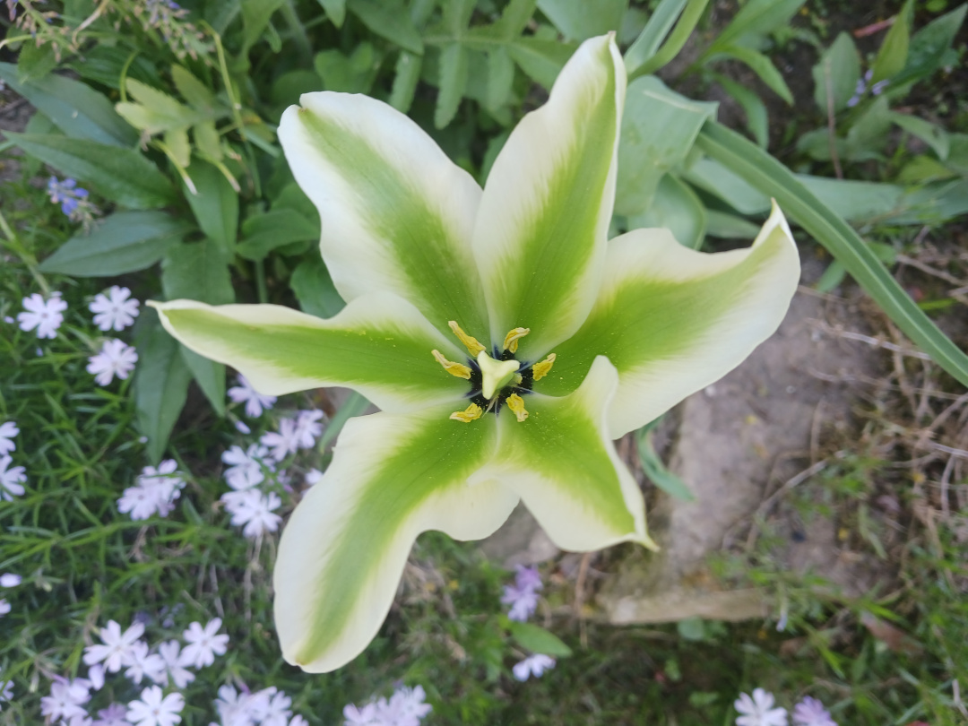 close up of green striped tulip from above