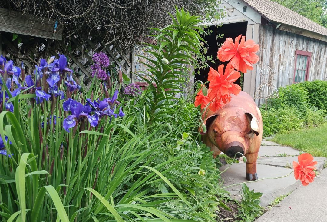 metal pig statue next to purple and orange flowers in the garden