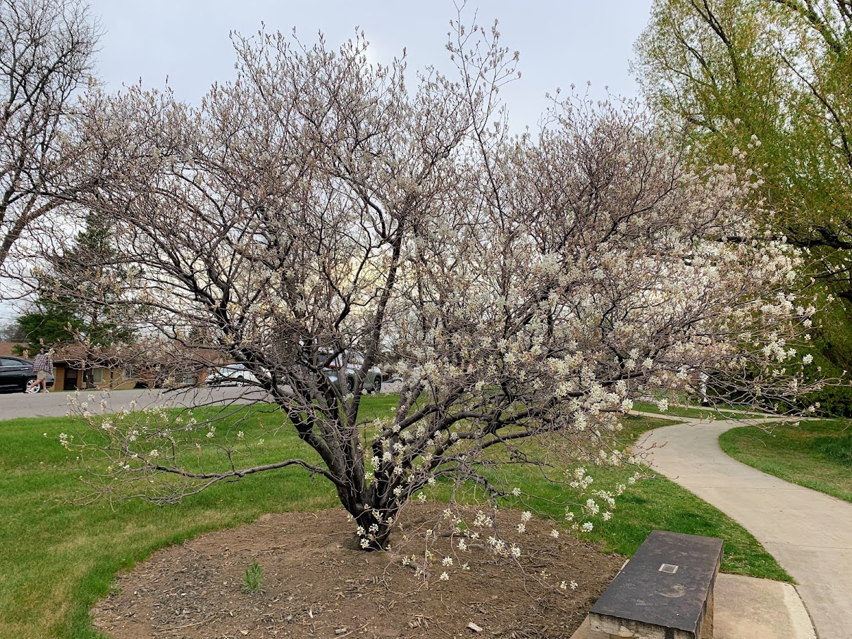 Serviceberry in spring