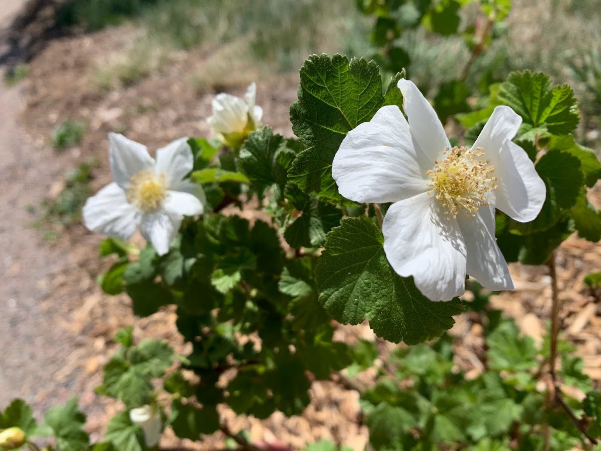 Boulder raspberry blooms, white flowers with a yellow center.