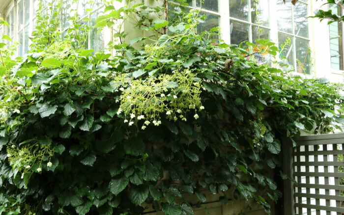 climbing hydrangea