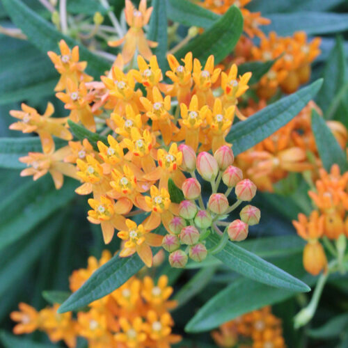 4 MustHave Butterfly Host Plants to Support Biodiversity Fine Gardening