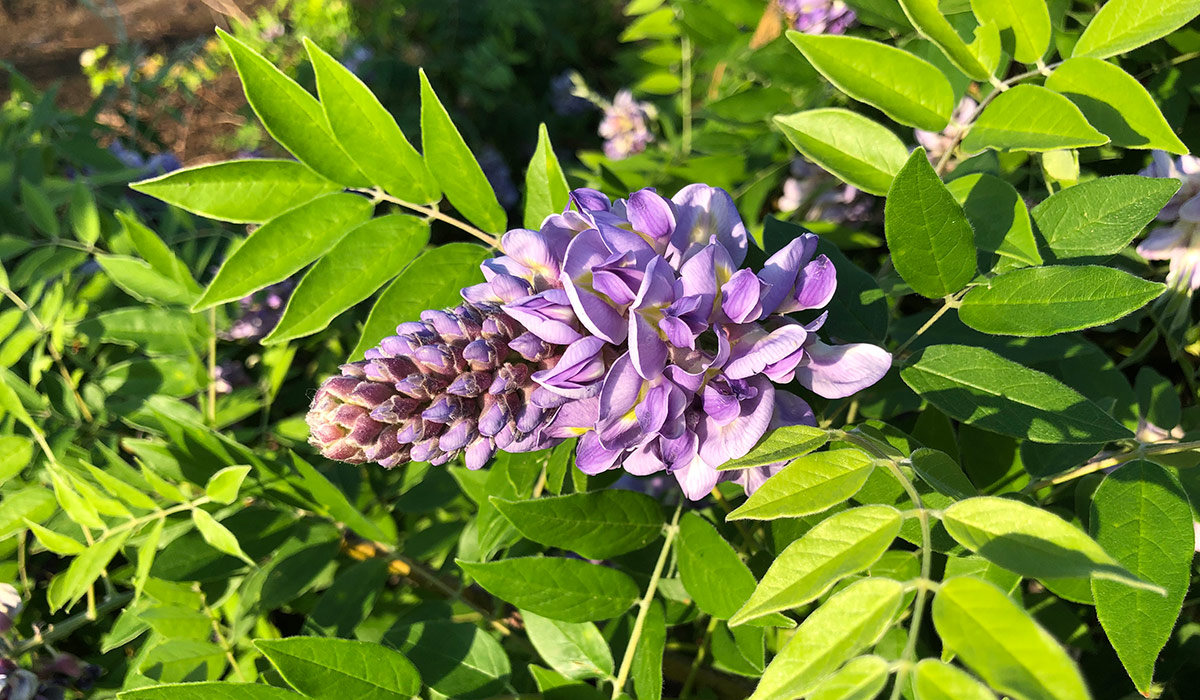 American wisteria flower