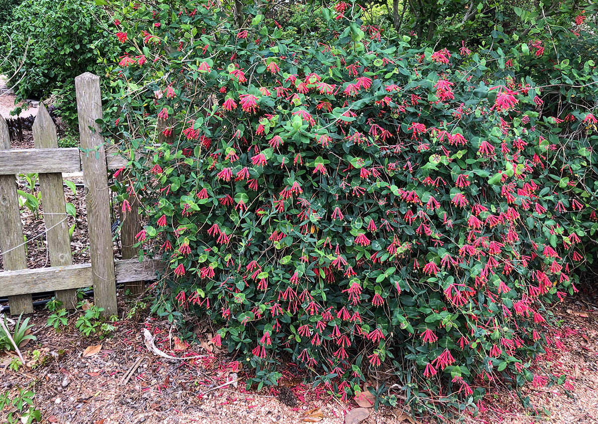 Major Wheeler trumpet honeysuckle