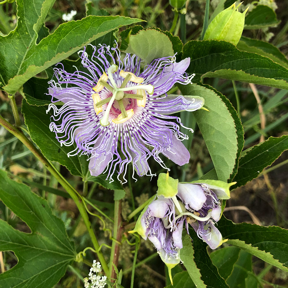 Purple passionflower flower