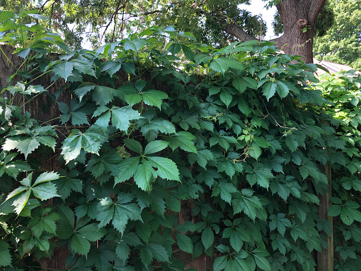 Virginia creeper foliage