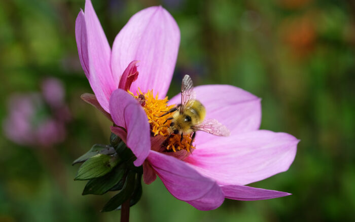 bee on a pink dahlia