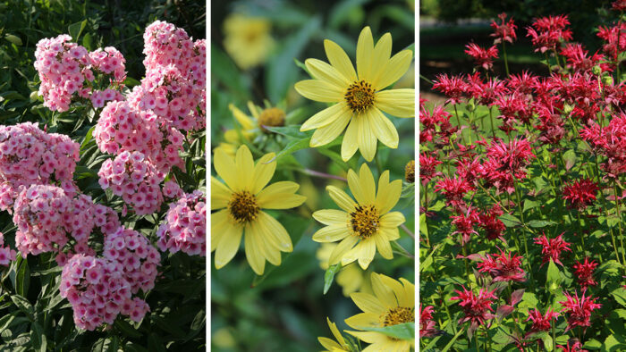 summer flowering plants that are good for Chelsea chop