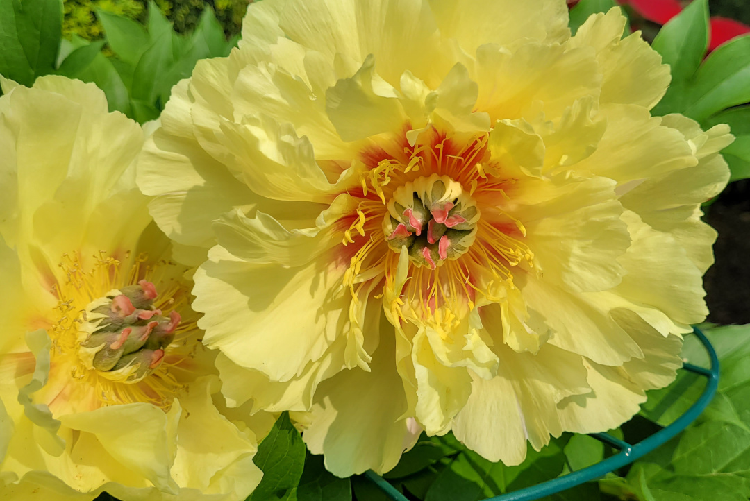 close up of light yellow peonies