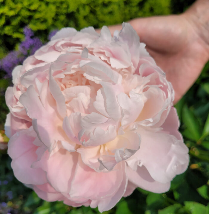 close up of light pink herbaceous peony