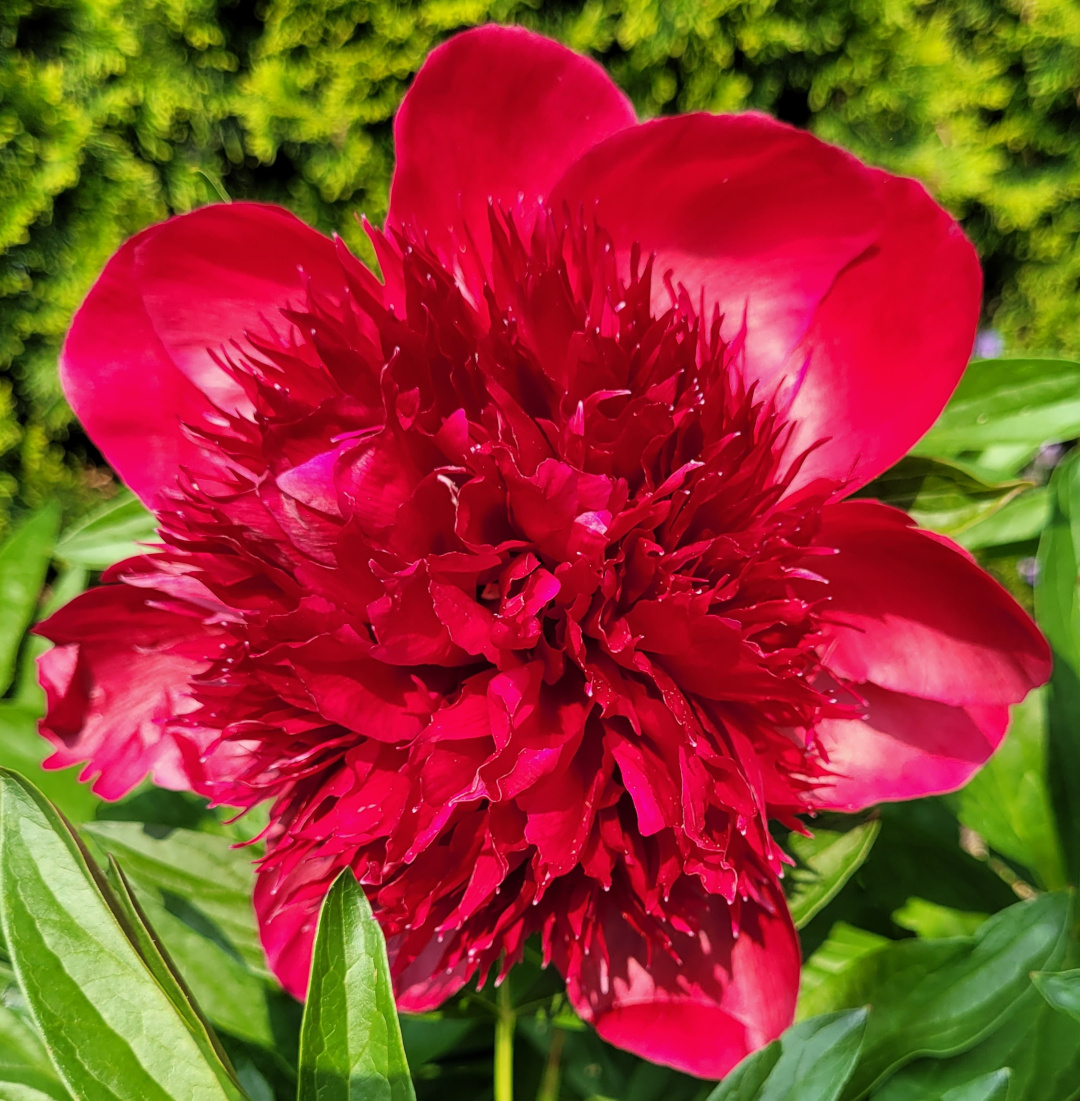 close up of bright red anemone form peony