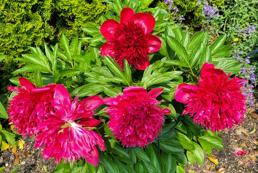 close up of bright red peony