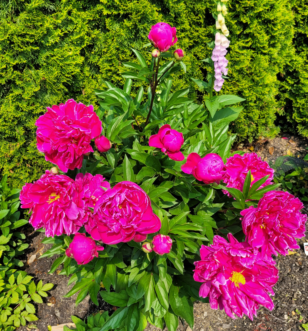 close up of bright pink peony with yellow center