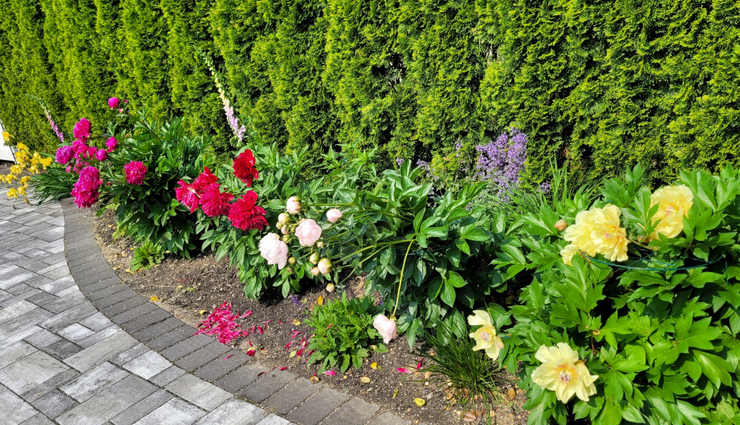 various colored peonies in front of a hedge