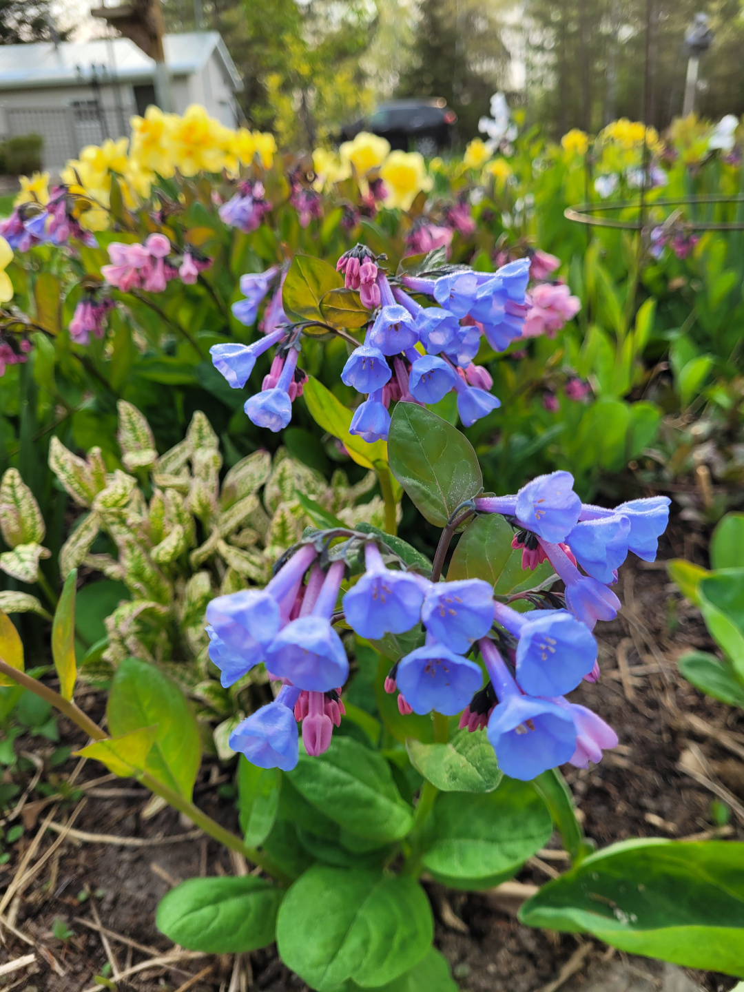 close up of Virginia bluebells with yellow daffodils in the background