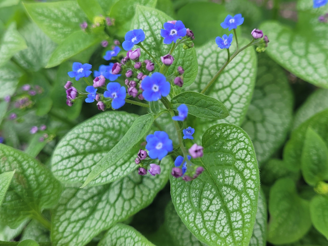 close up of small blue brunnera flowers