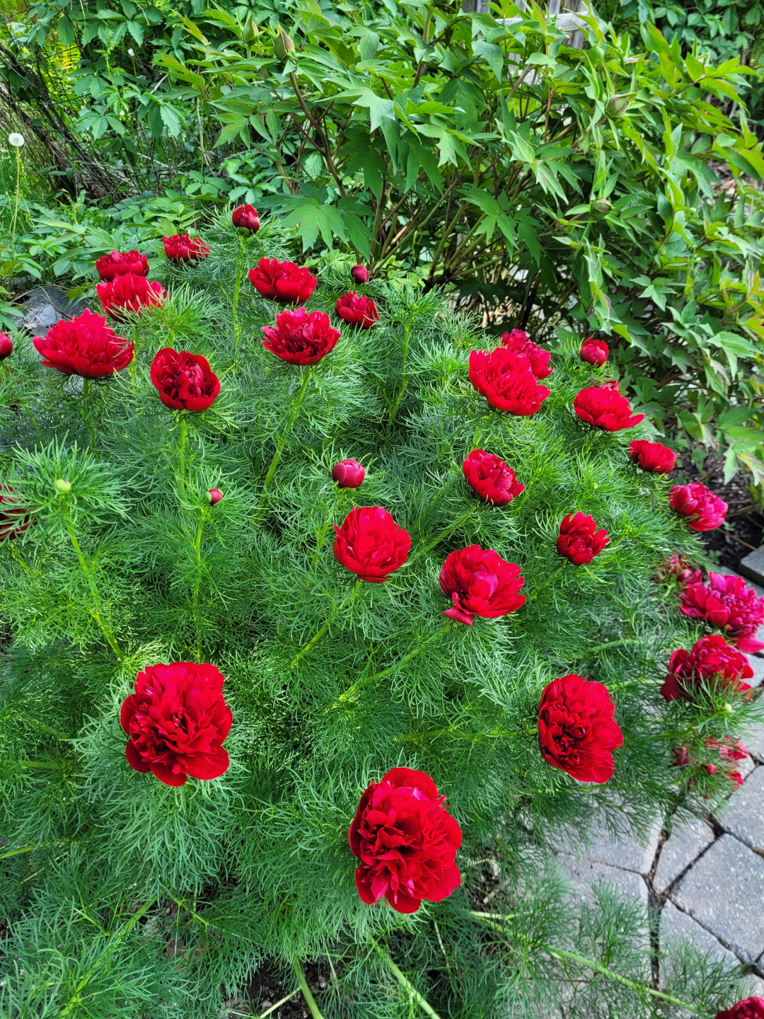 close up of fern leaf peony with red flowers