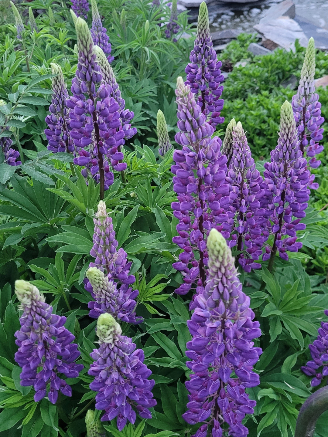 close up of bright purple lupins