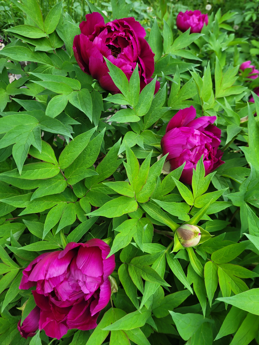 close up of tree peony with magenta flowers