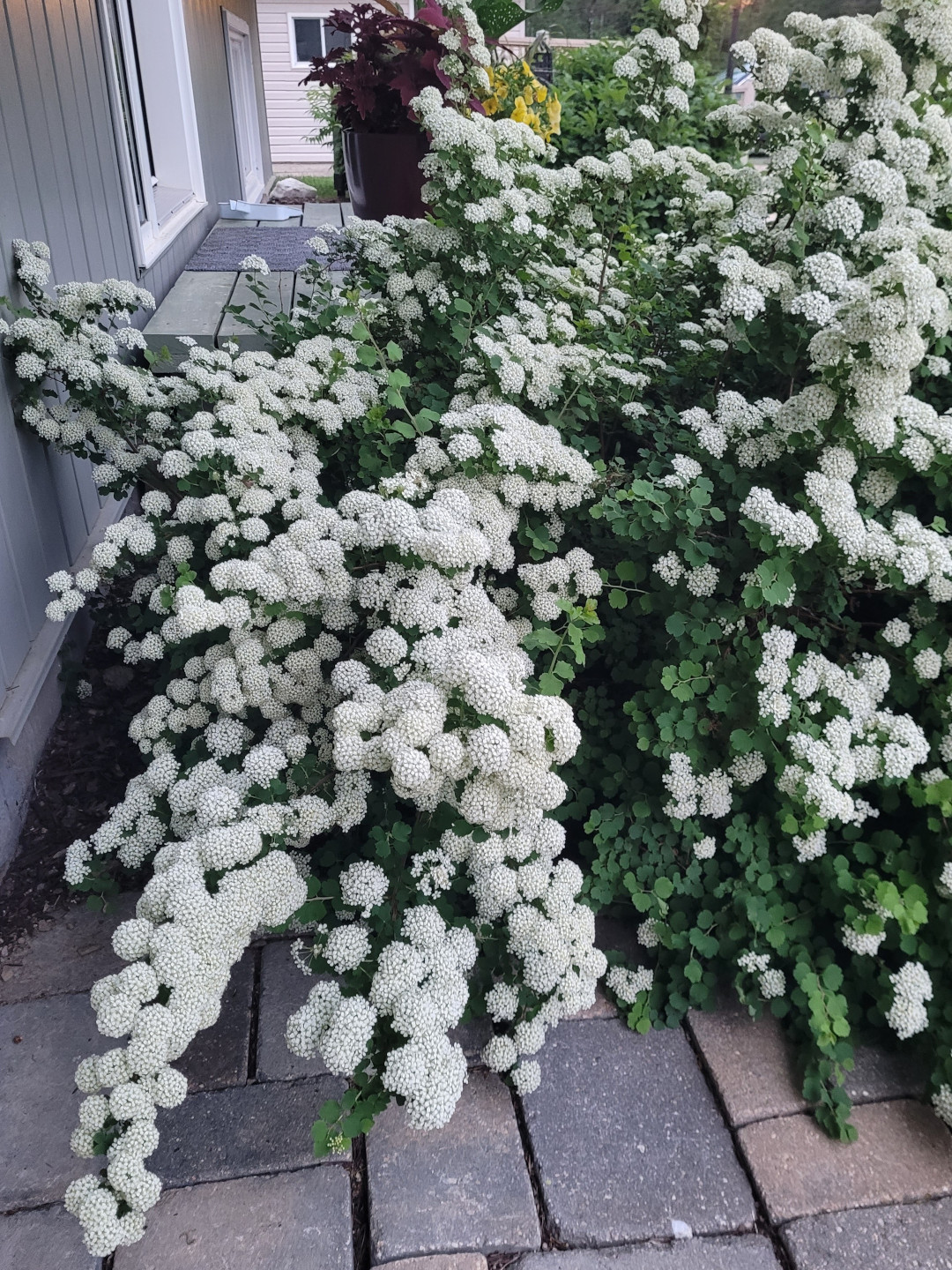 Bridal wreath spirea in bloom