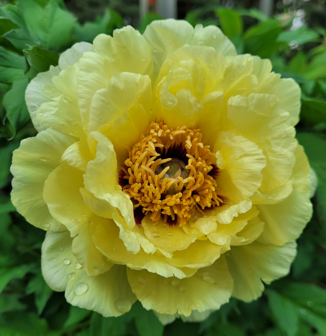 close up of a large yellow tree peony flower