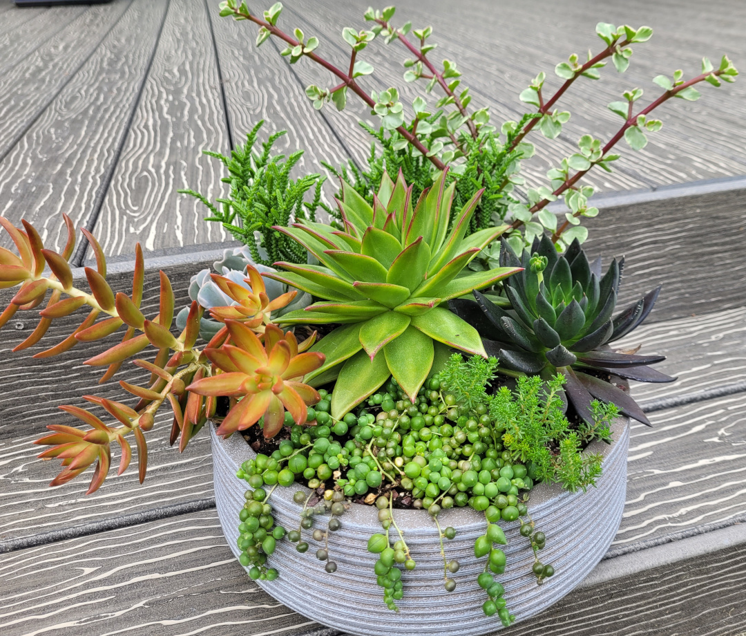 container planting of various succulents