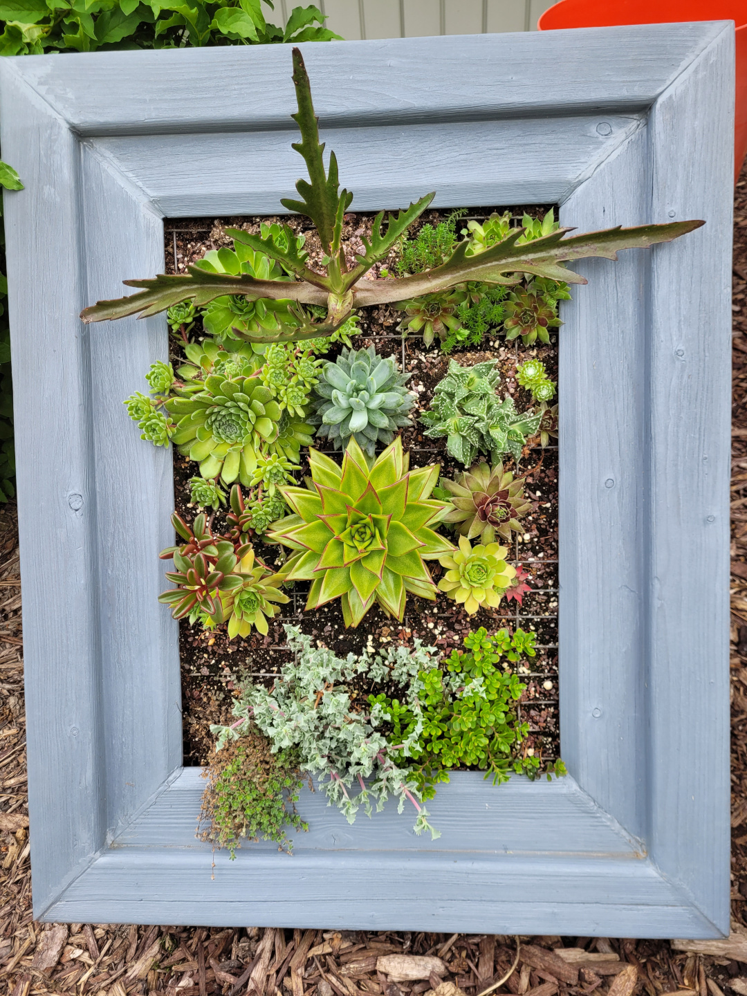 succulent planting in a picture frame