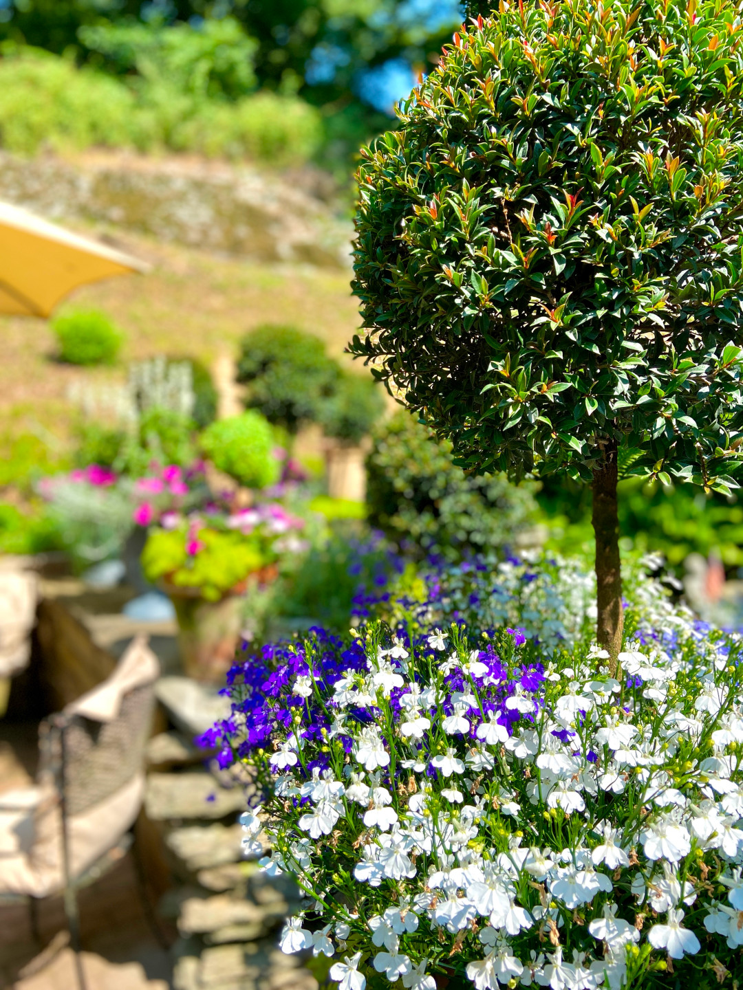 close up of container with topiary and lobelia underneath