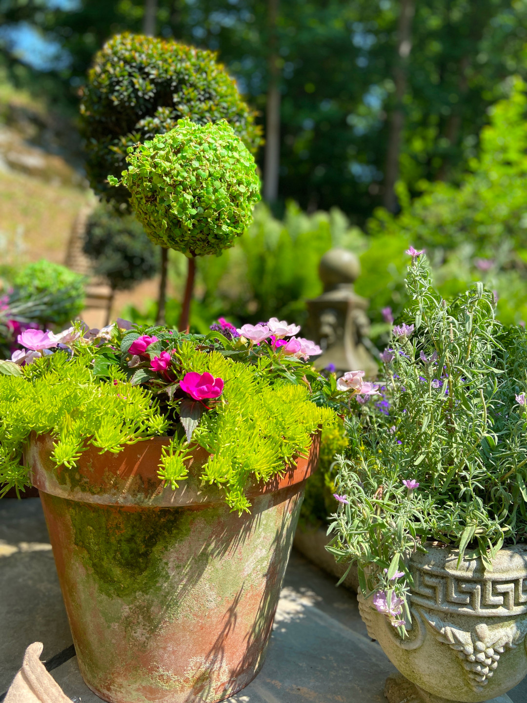 close up fo more containers with topiaries and colorful flowers