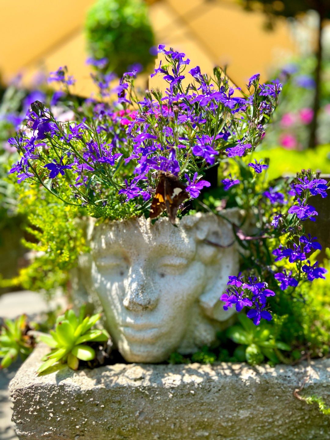 faced shaped container planted with purple flowers