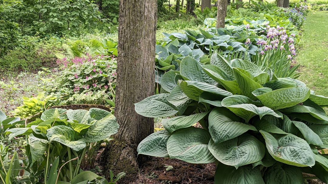 close up of shade garden with large hostas