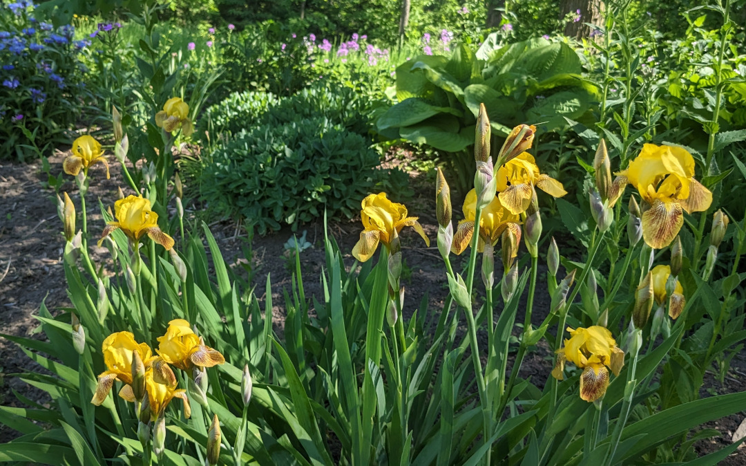 close up of yellow bearded irises