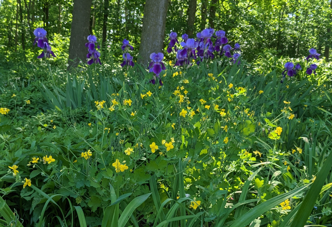 garden bed with lots of yellow celandine poppies and blue irises behind