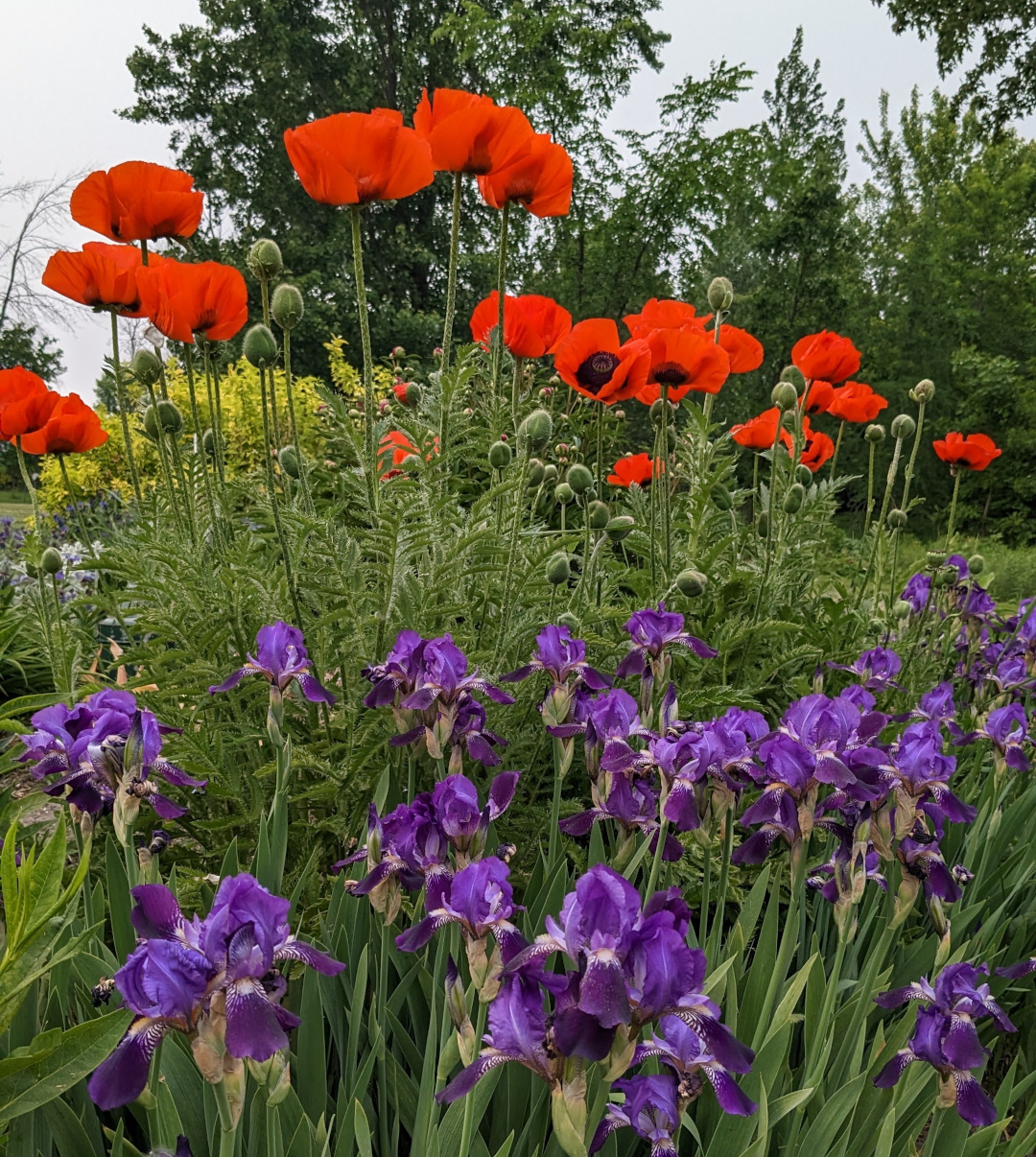 bright bed poppies with purple irises underneath