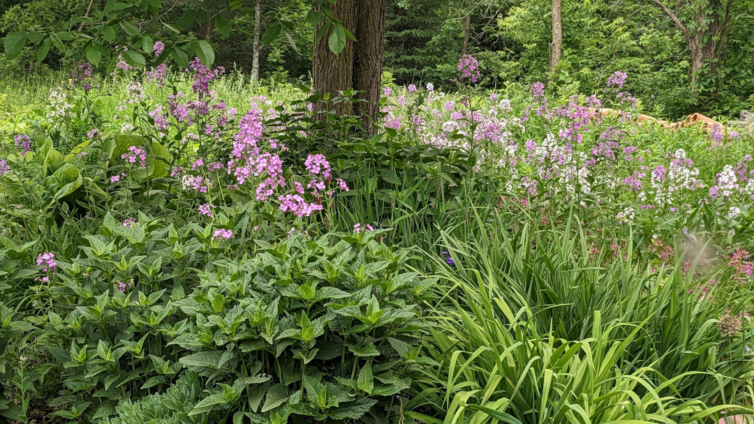 large planting of Dames Rocket