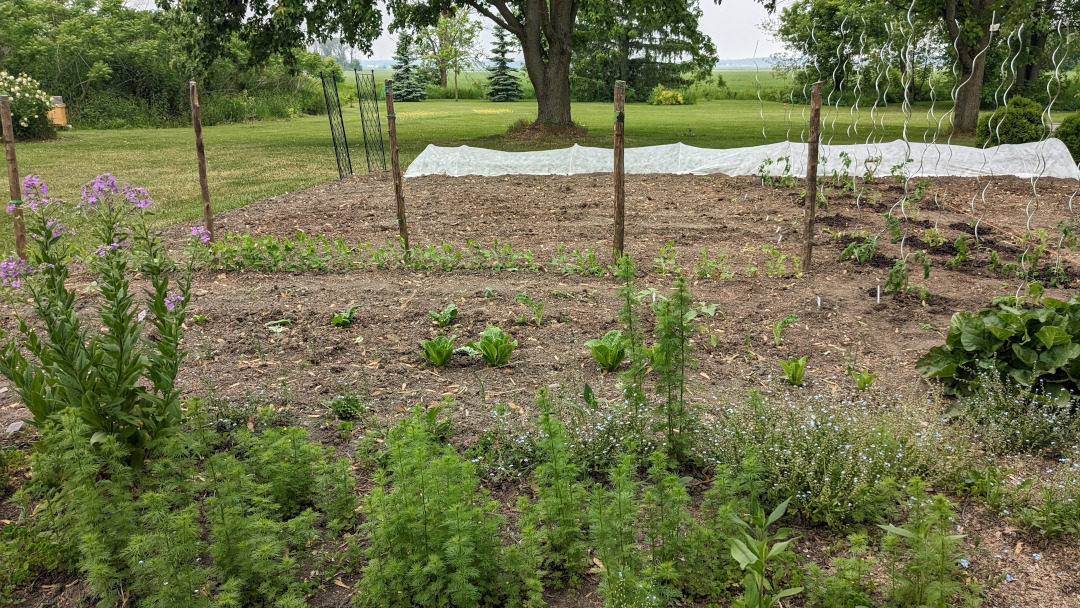 vegetable garden with plants just beginning to sprout