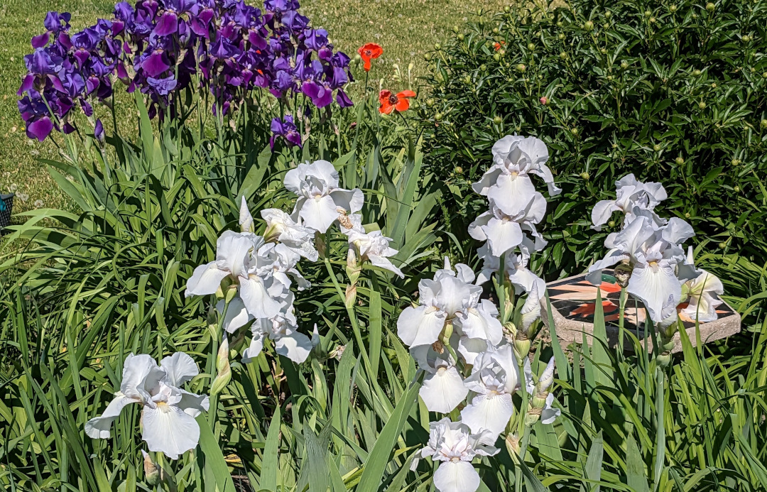 dark purple bearded irises behind light blue/white bearded irises