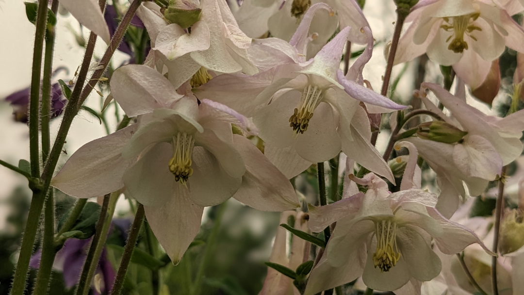 close up of light pink/white columbine flowers