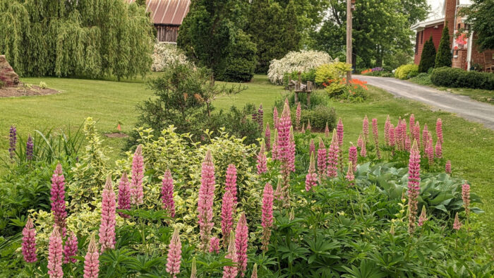 front yard garden bed with pink lupins and foliage plants