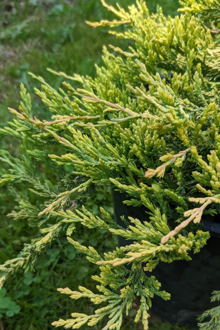 Episode 137 Field Trip to The Farmer’s Daughter Nursery Fine Gardening