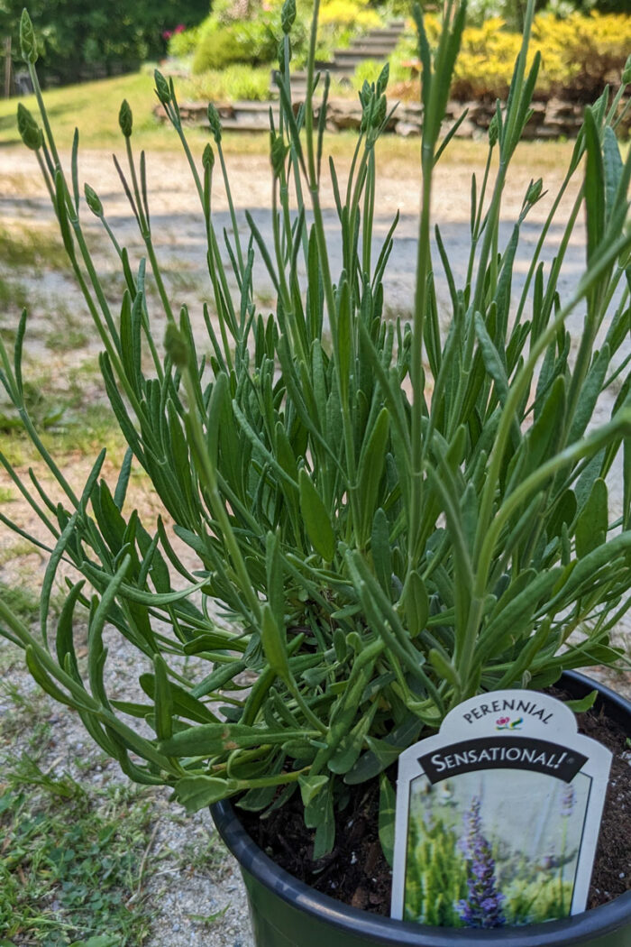 Episode 137 Field Trip to The Farmer’s Daughter Nursery Fine Gardening