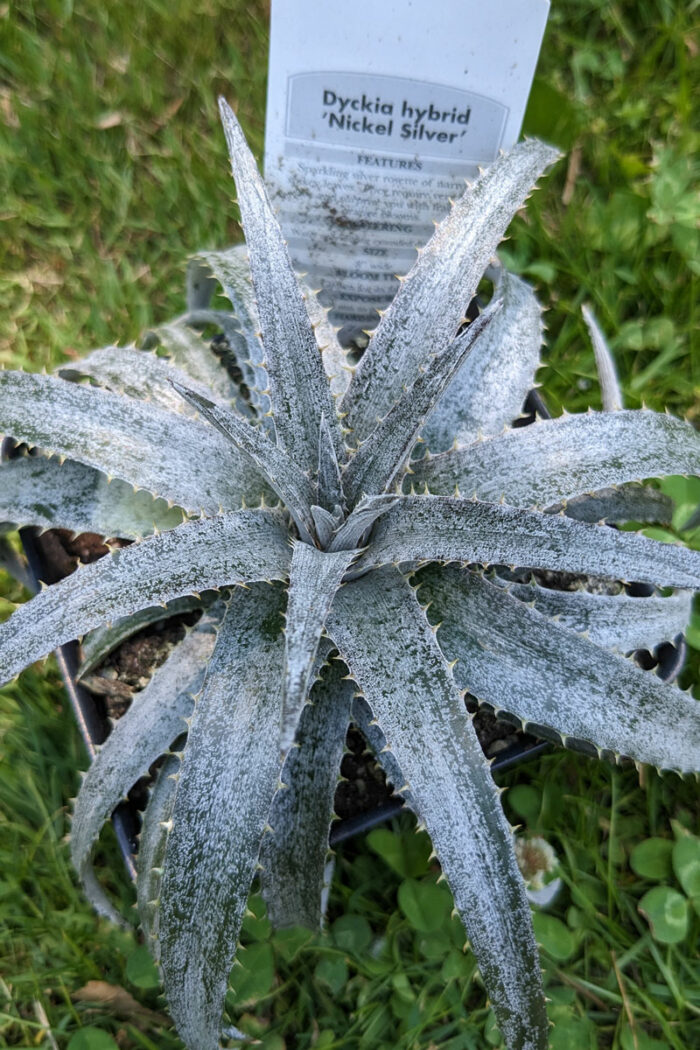 Episode 137 Field Trip to The Farmer’s Daughter Nursery Fine Gardening