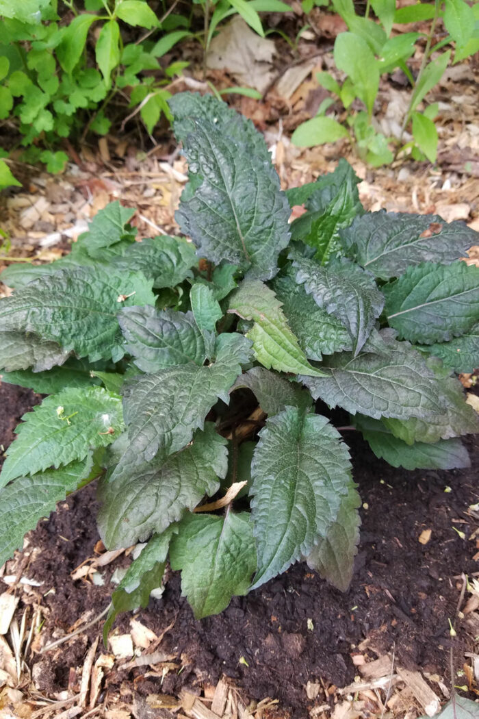 Episode 137 Field Trip to The Farmer’s Daughter Nursery Fine Gardening