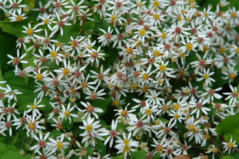 Episode 137 Field Trip to The Farmer’s Daughter Nursery Fine Gardening