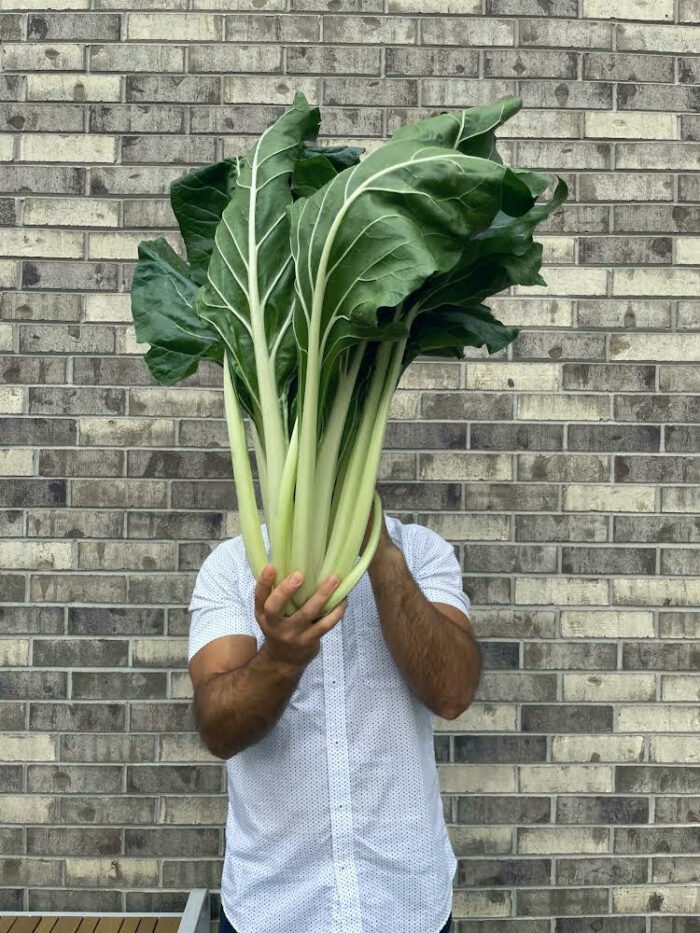 gardener holding a large Swiss chard plant