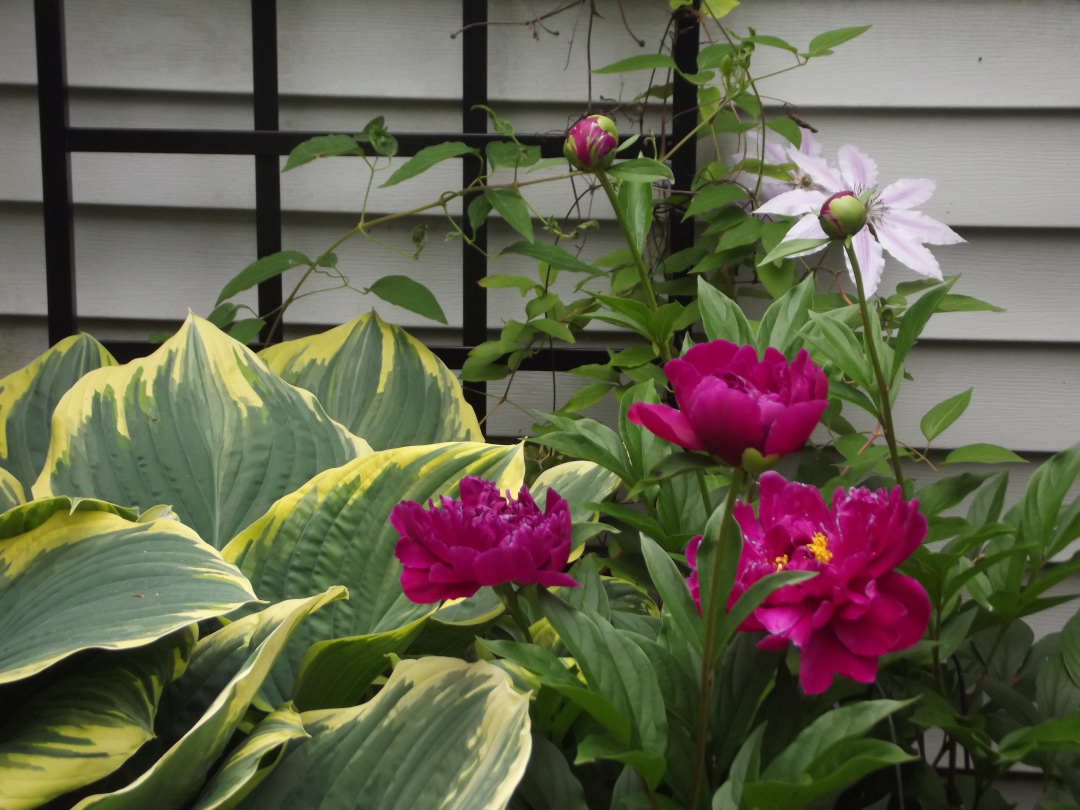 close up of hosta, peony and clematis