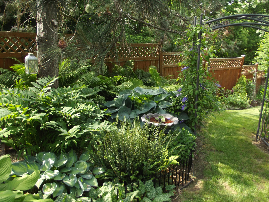 shade garden with lots of green hostas and ferns