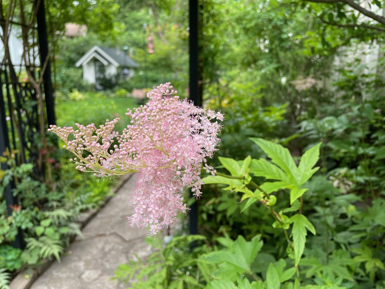 close up of pink queen-of-the-prairie flower